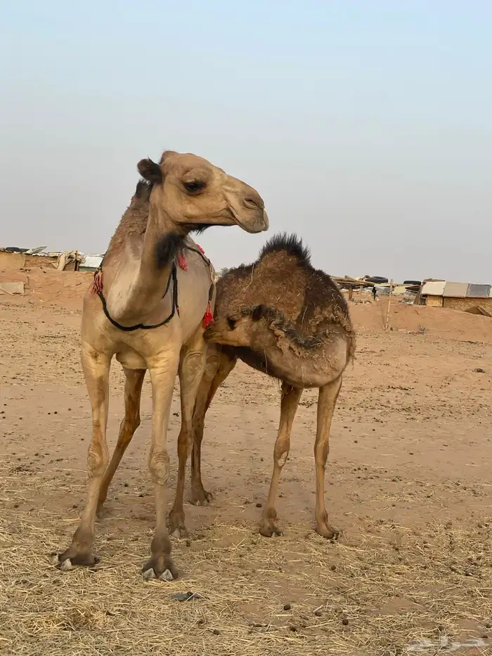 بكرة مفرودة طيبة جدا 1