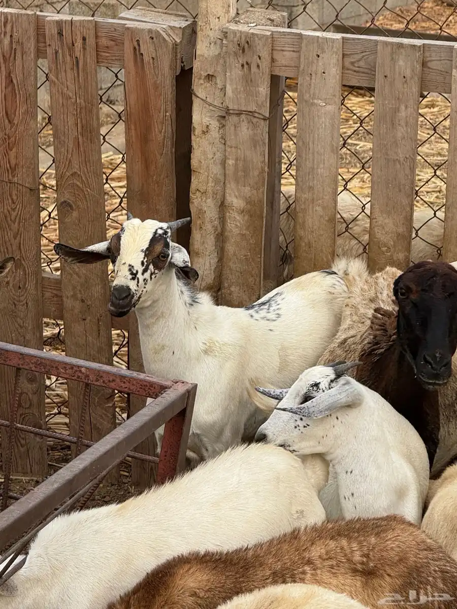 3 تيس بيشيات للبيع 3