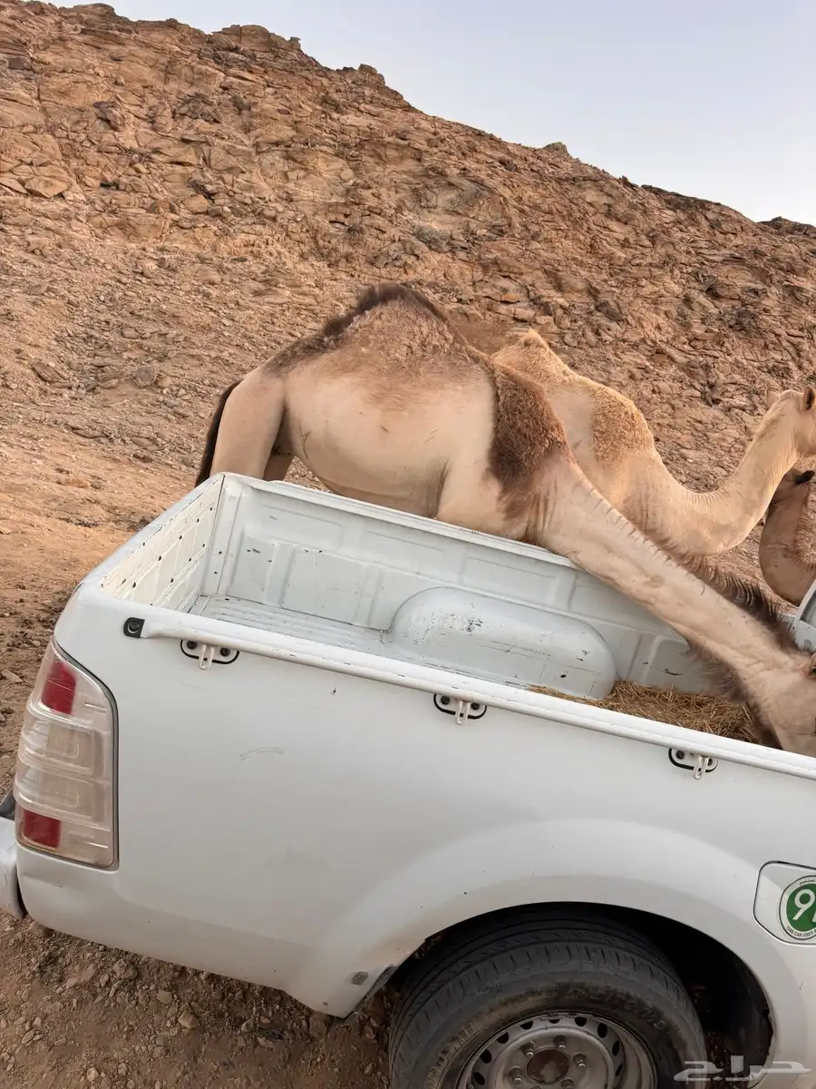 ناقه حايل 2