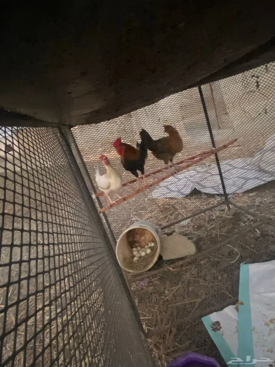 دجاج للبيع 1