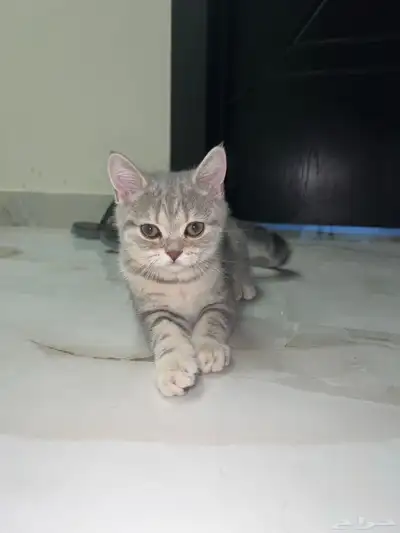 كيتن سكوتش للبيع 8
