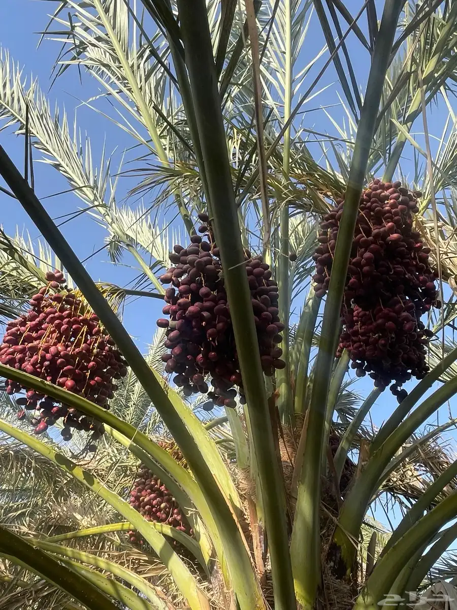 صيف مزرعه بوادي الفرع 1