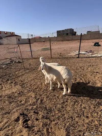 ذبايح رخال حريه 1