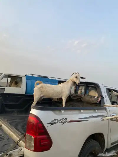 ماعز بيشي 6