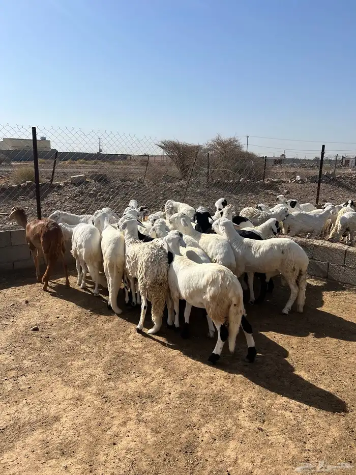 طليان سواكن مرابي 1