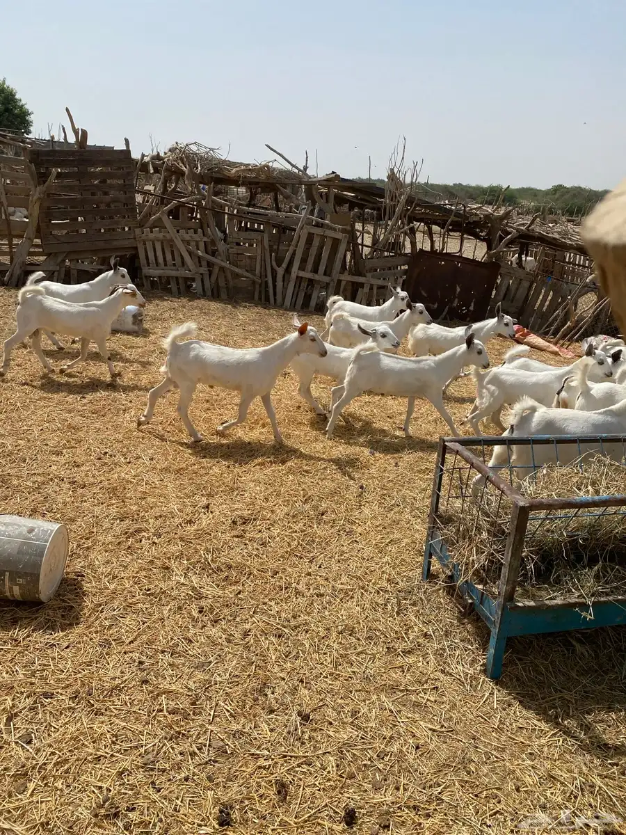 ماعز بلدي تيوس منادي ع الشرط وسمان والصور توضح ذالك والسوم 1