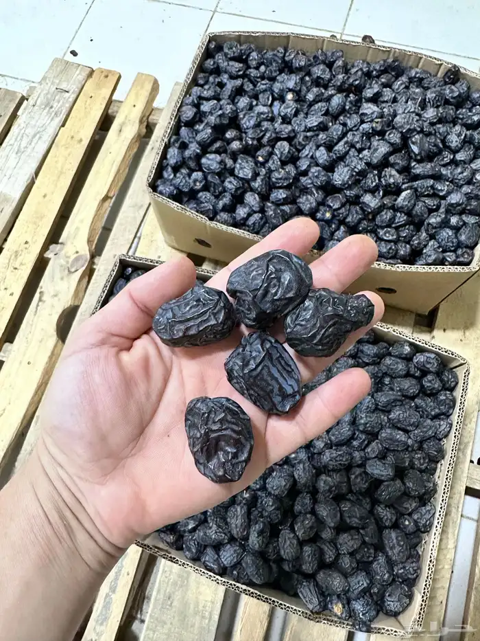 عجوة المدينة 2