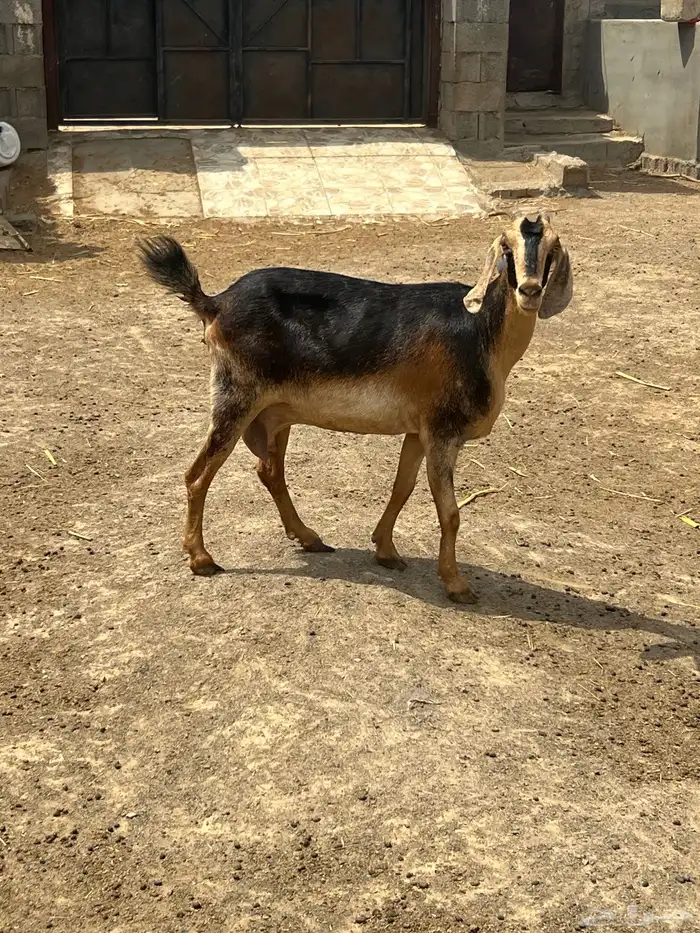 عنز فاخرة للبيع 1