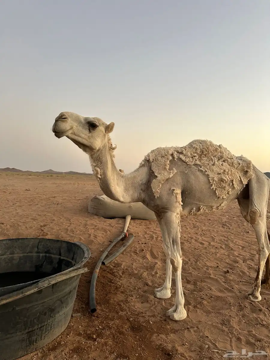 حايل للبيع 4