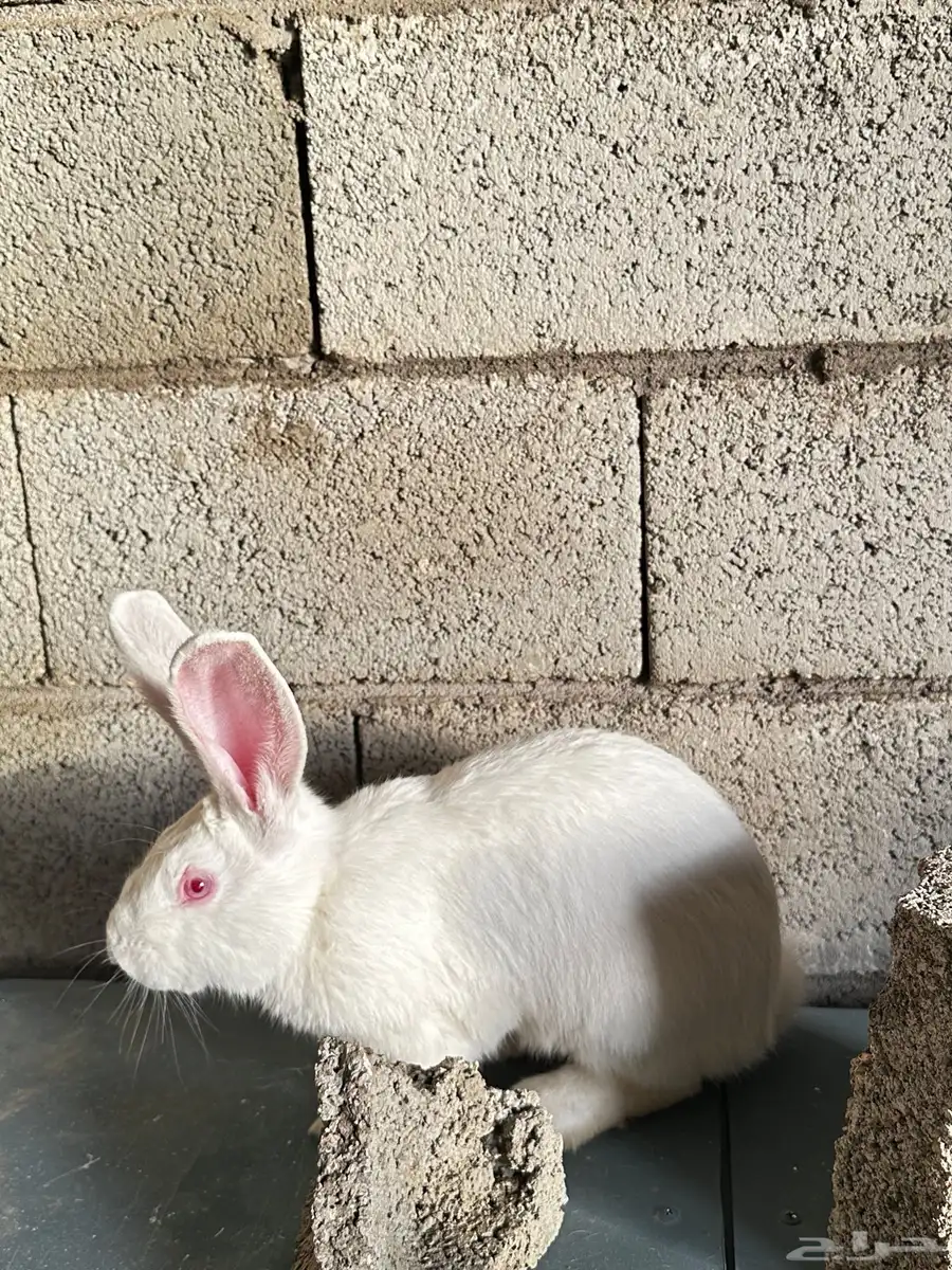 5 اذكور فلاندر 7