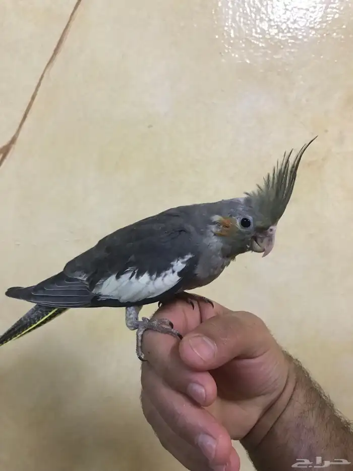 للبيع كروان اليف 8