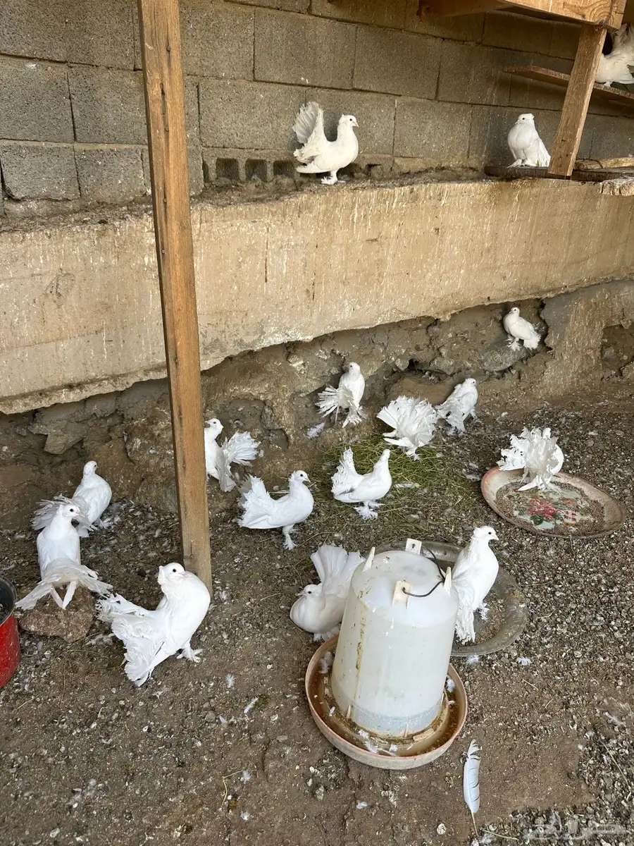 حمام رقاص وصنعاني 13