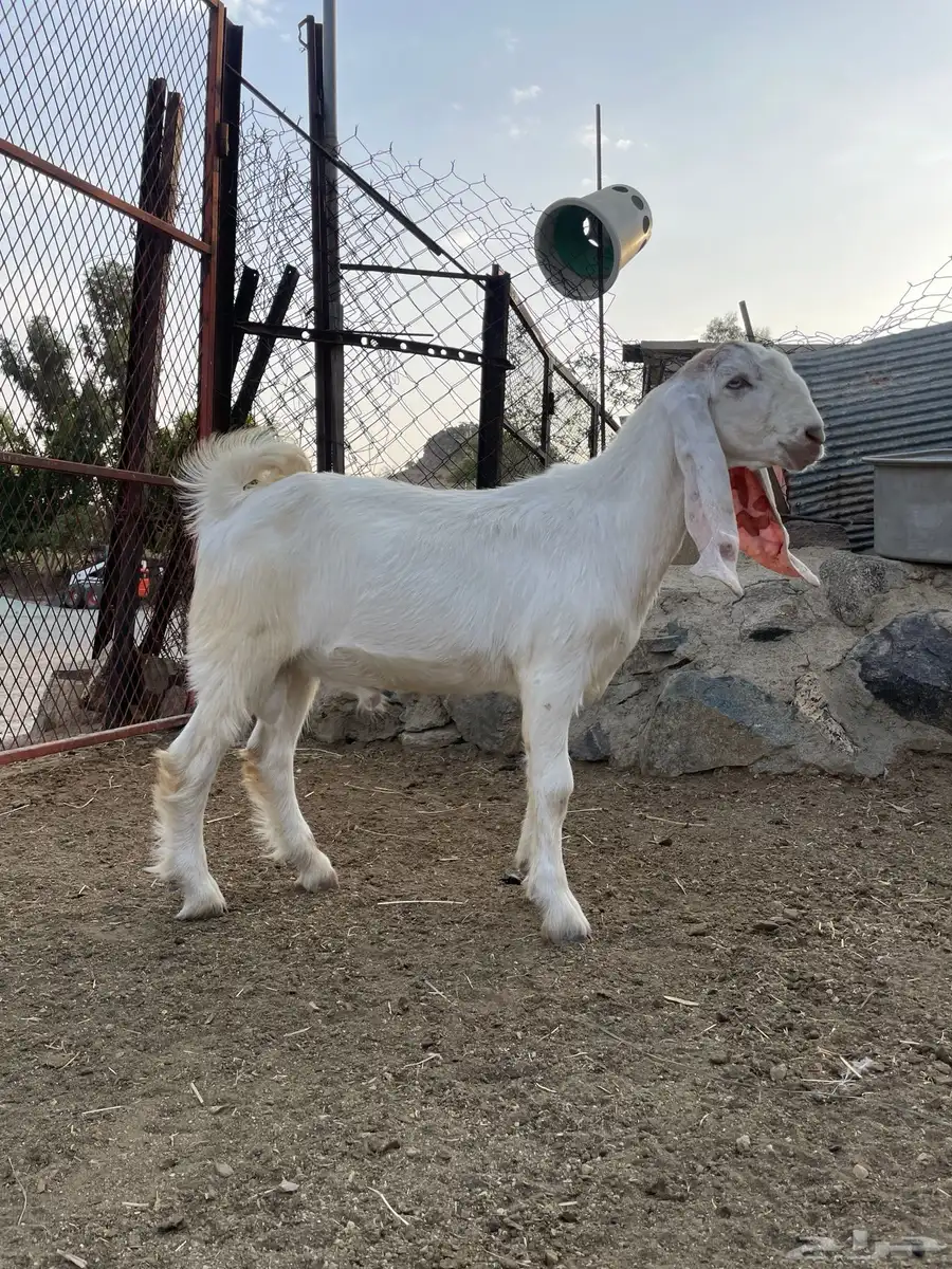 تيس مشرووع فحل 0