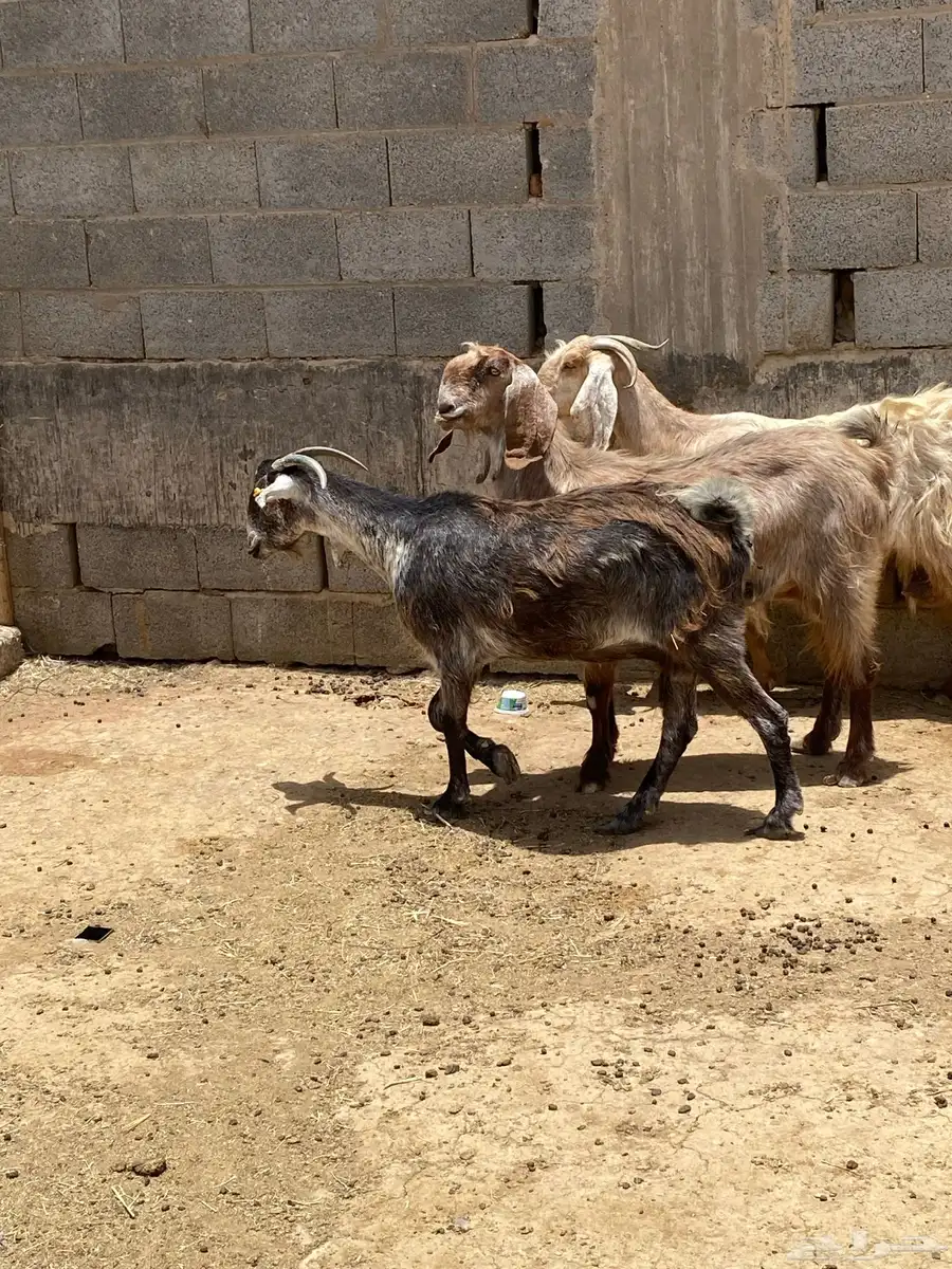للبيع معزاء دفيع 3