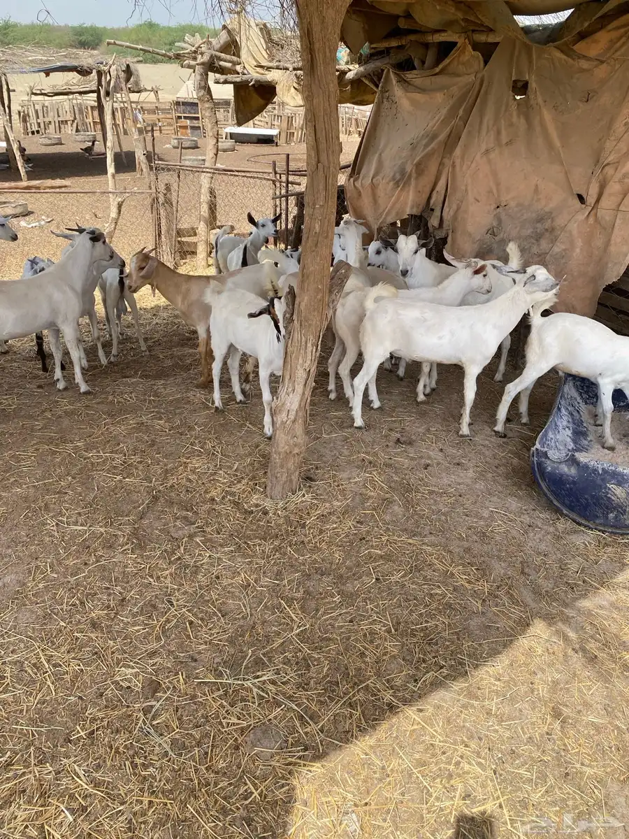 ماعز بلدي تيوس منادي ع الشرط وسمان والصور توضح ذالك والسوم 0