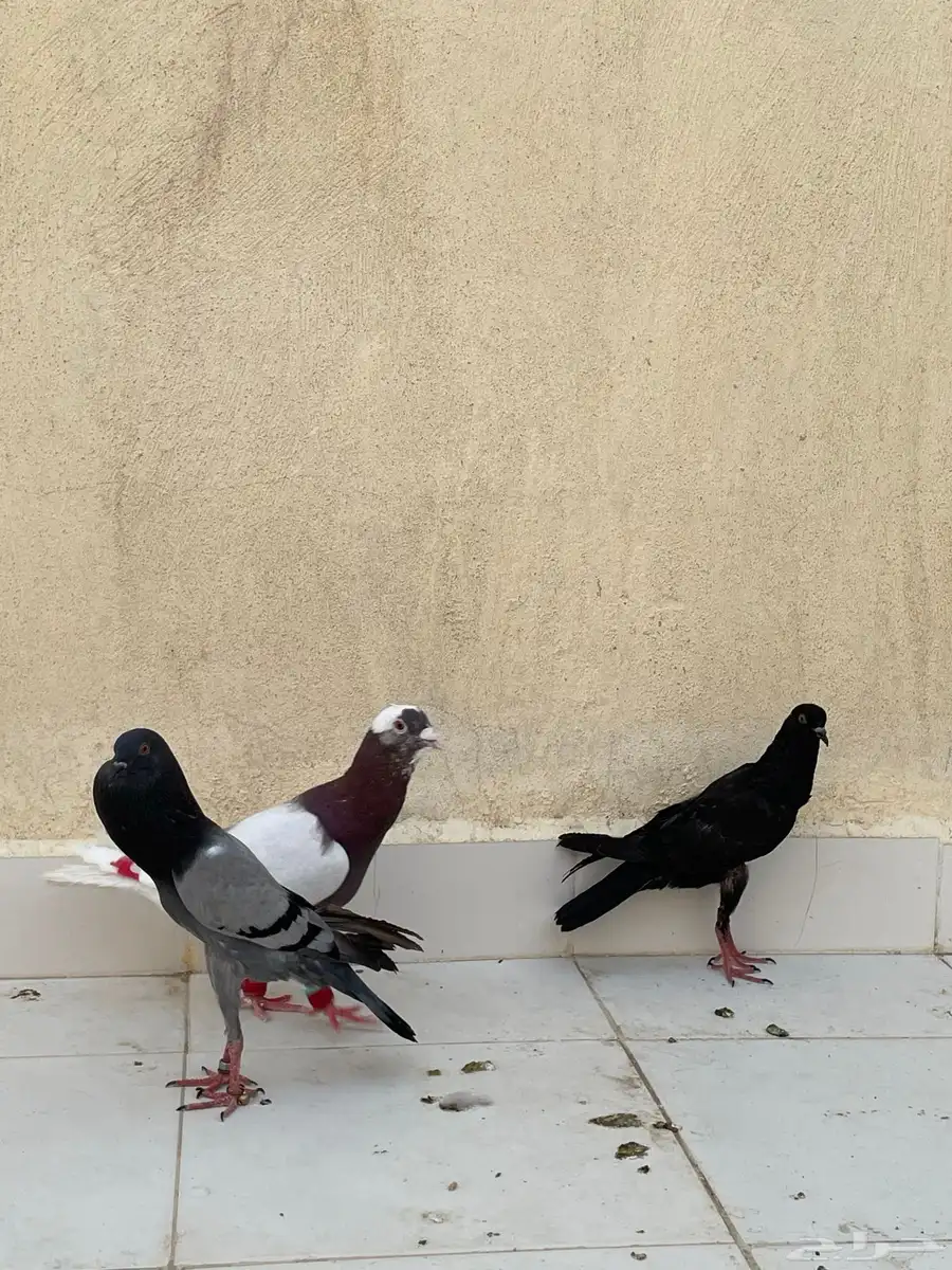 حمام نفاخ قلم 7