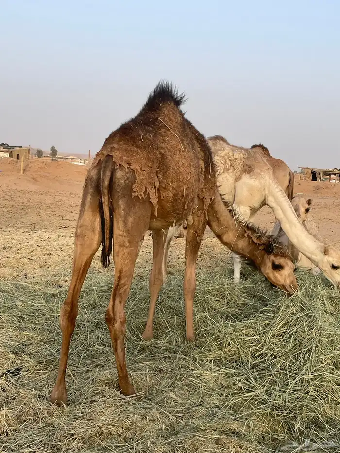 بكرة مفرودة طيبة جدا 7