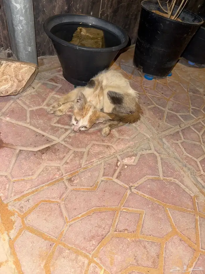 السلام عليكم هاذا قط لاقيه عند الباب ويعرج وحالته حاله 0