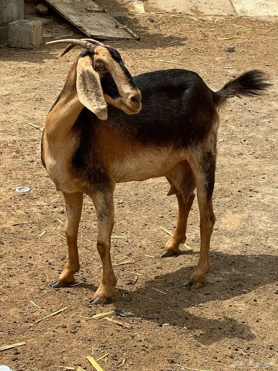 عنز فاخرة للبيع 0