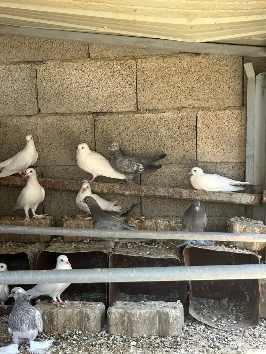 حمام رقاص وصنعاني 20