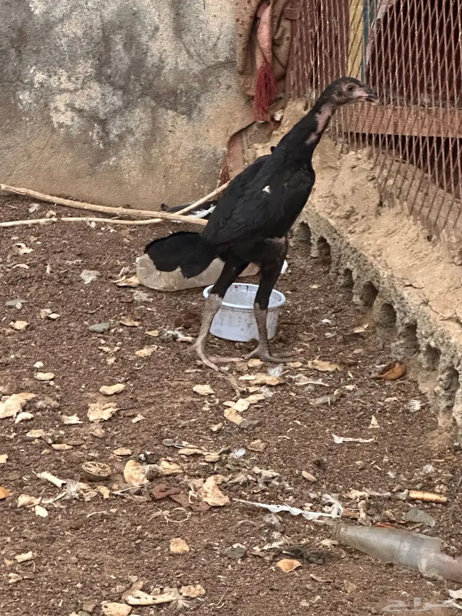 2دجاج فروخ شامو 0