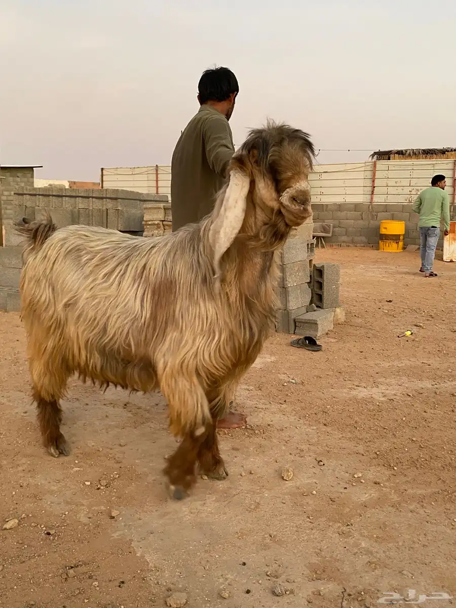 للبيع تيس 0