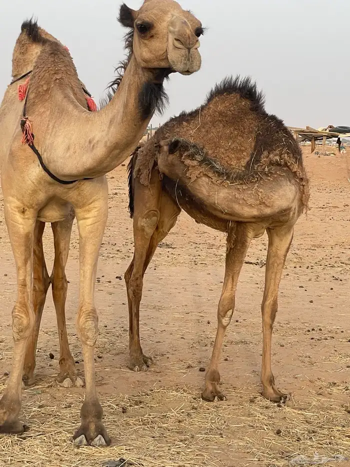 بكرة مفرودة طيبة جدا 2