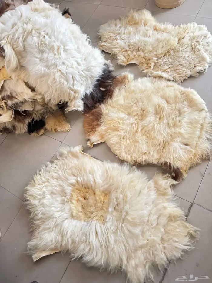 جواعد صوف طبيعي 0