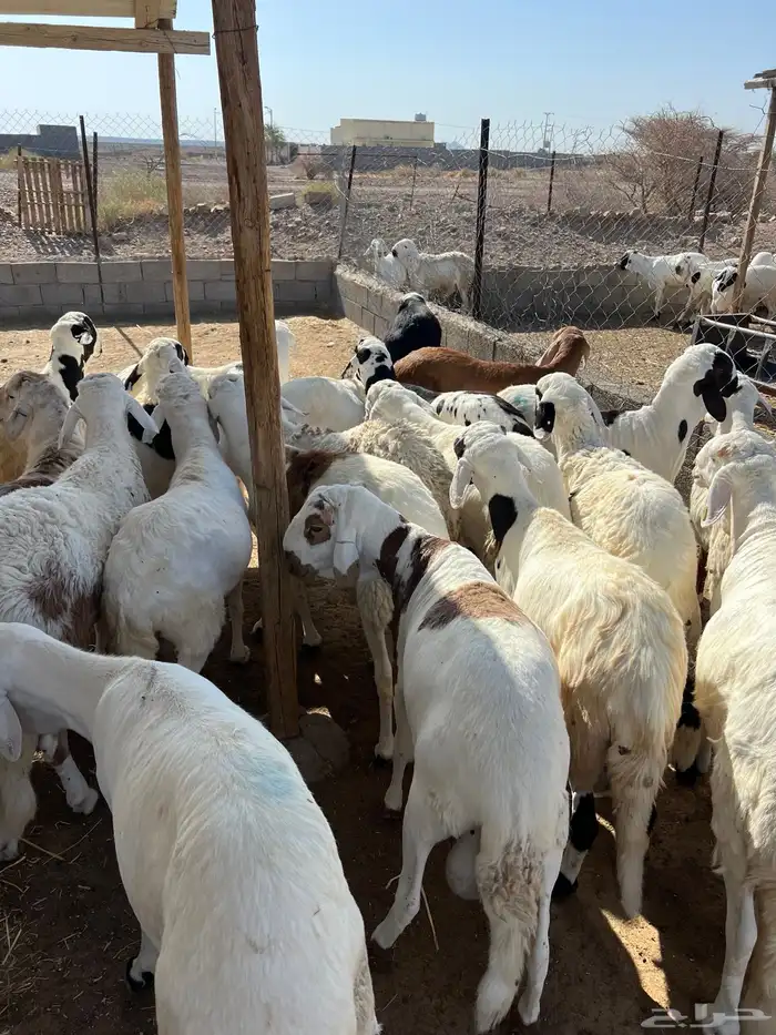 طليان سواكن مرابي 3