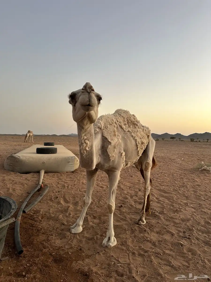 حايل للبيع 6