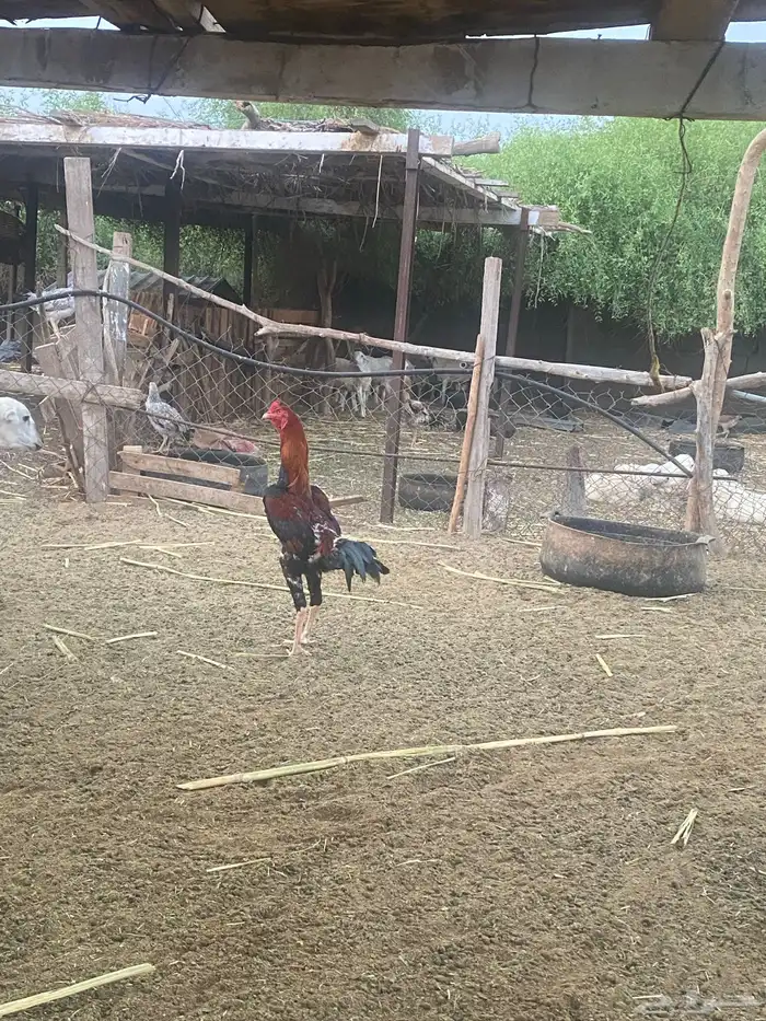 ديك باكستاني اصلي 2