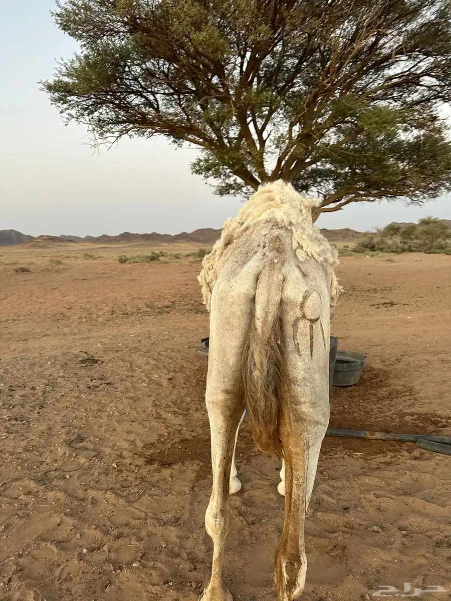 حايل للبيع 3