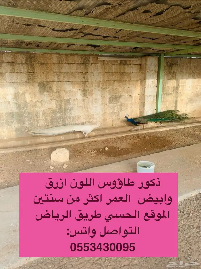 ذكور طاووس ازرق وابيض للبيع 0