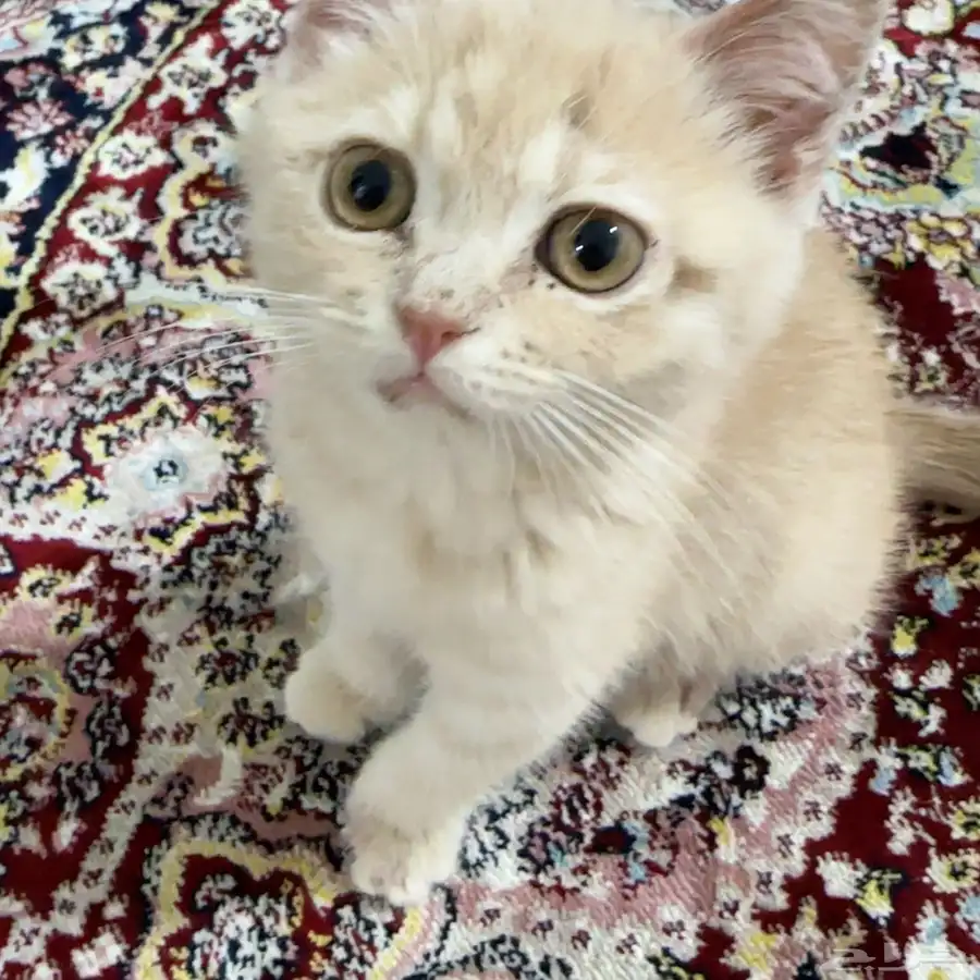 قطه للبيع 2