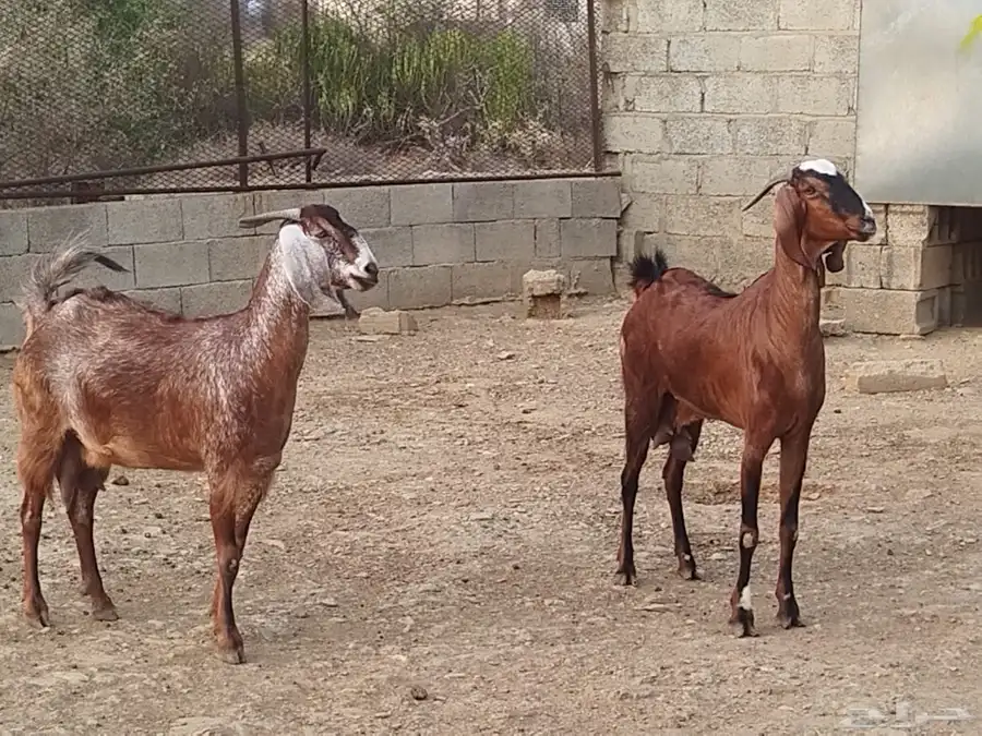 تيوس 12