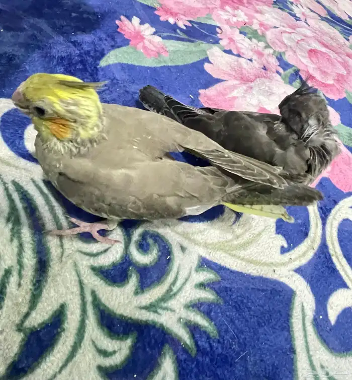 فروخ كيروان 3