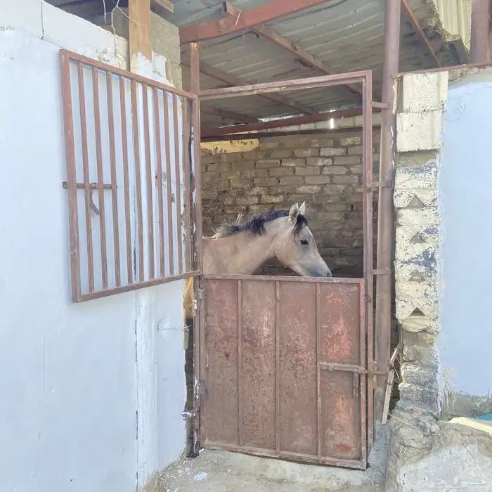 مربط الفخر ف الردف بجوار حراج الثلاثاء 4