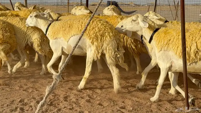 ما شاء الله وتبارك الله اعرض علي انظاركم غنم حريات رخال 3