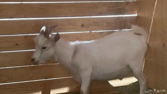 ماعز قزمي كبير في العمر مثل ماهو واضح في الصوره 1