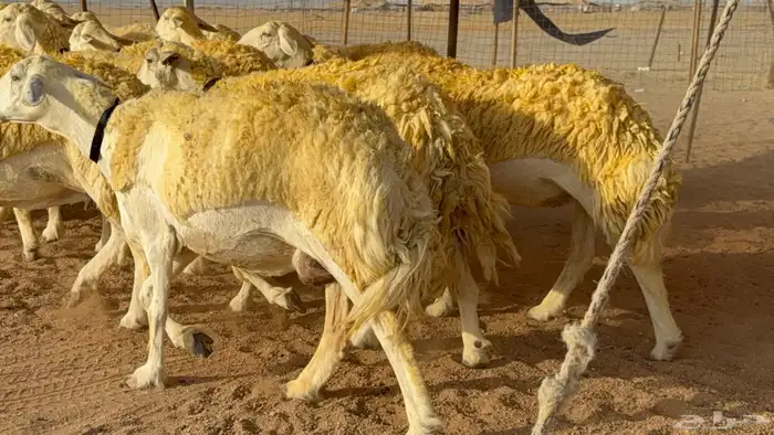 ما شاء الله وتبارك الله اعرض علي انظاركم غنم حريات رخال 2