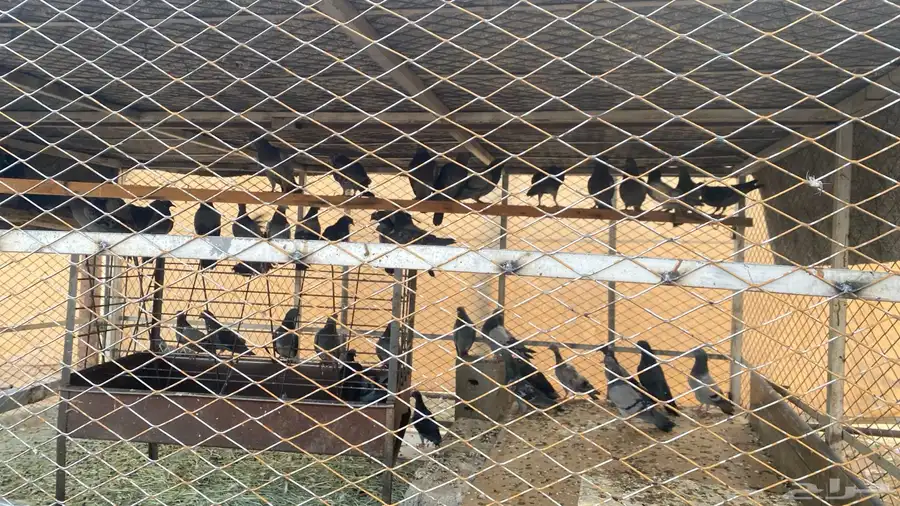 حمام بلدي 1