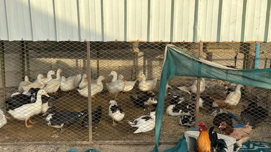 بط بلدي و بكيني 2