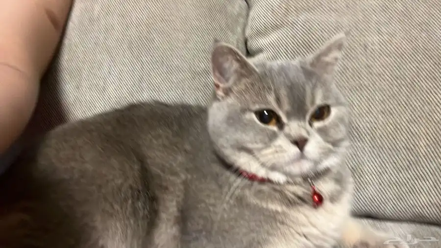 للتبني قط 0