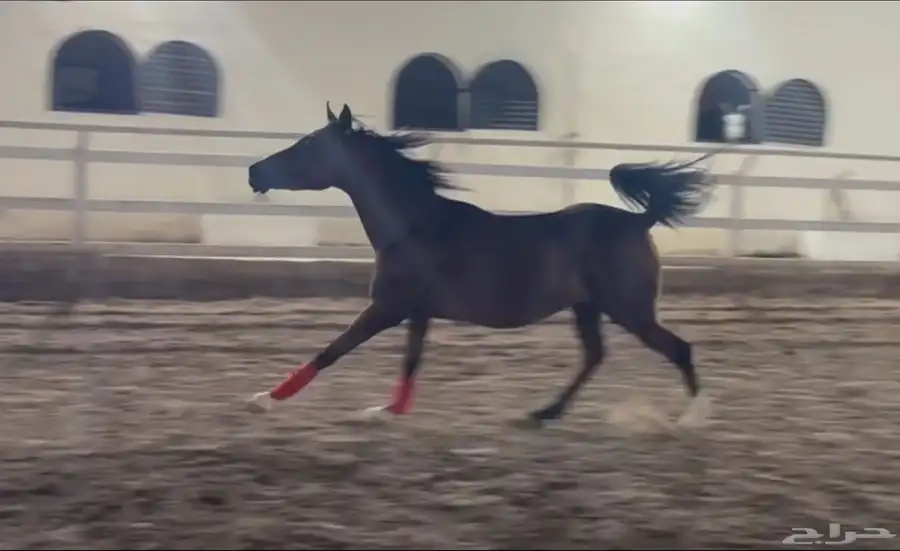 مهره شعبيه 1