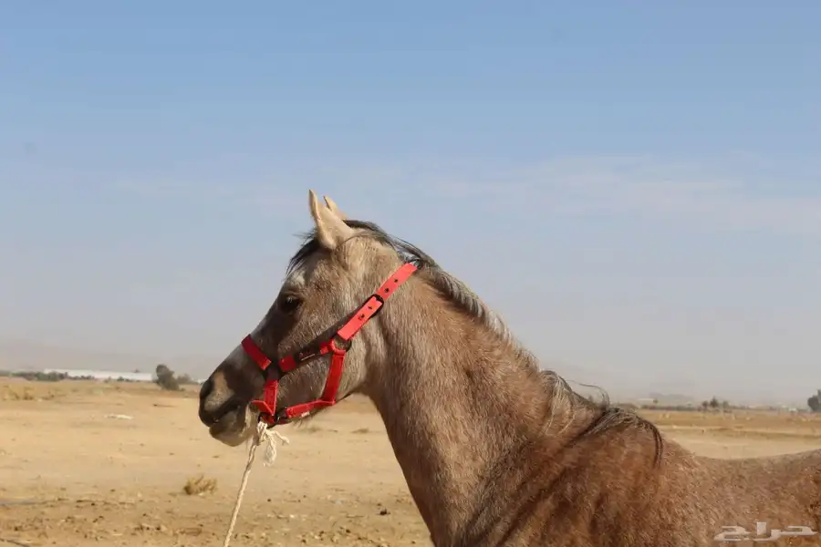 حصان شعبي 0