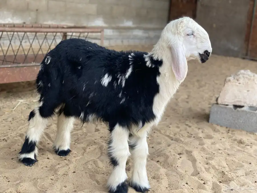 خروف نجدي 1