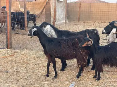 11 معزا عوارض دفيع مقنوي طيب ماشاءالله تم البيع 4