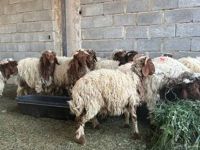 خرفان نعيمي ذبايح 3