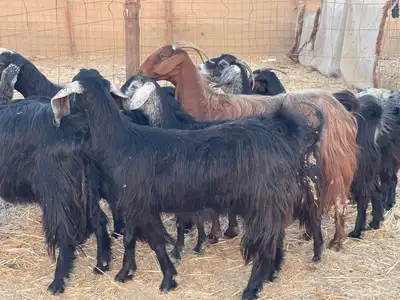 11 معزا عوارض دفيع مقنوي طيب ماشاءالله تم البيع 3