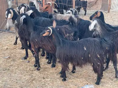 11 معزا عوارض دفيع مقنوي طيب ماشاءالله تم البيع 5